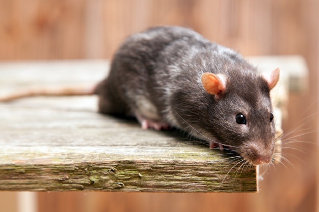 8 Cara Mengusir Tikus dari Plafon Rumah dengan Efektif