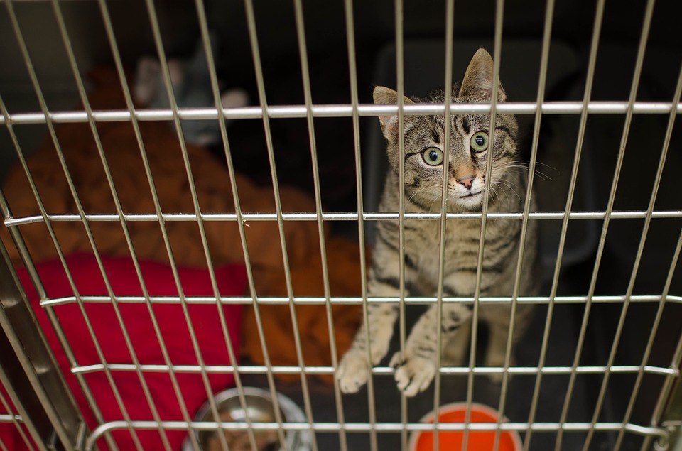 4 Cara Membuat Kandang Kucing dari Besi Holo dengan Mudah