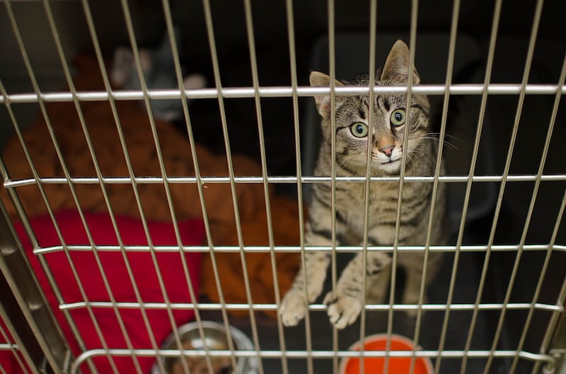 kandang kucing dari besi hollow