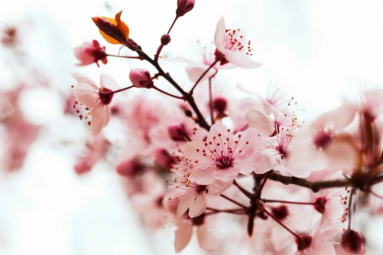 Bunga Sakura dan Lukisan Klasik yang Memukau