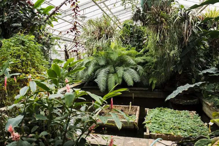 Kebun Modern Tropis
