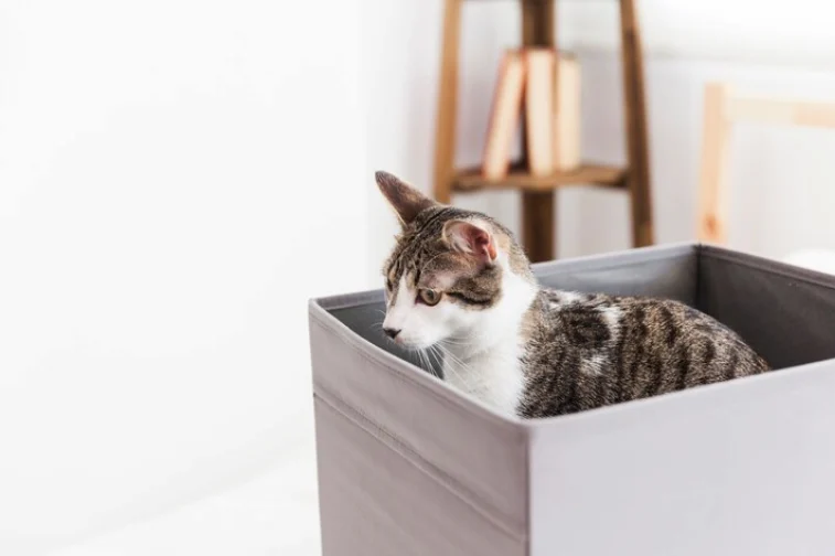 Litter Box atau Kotak Pasir