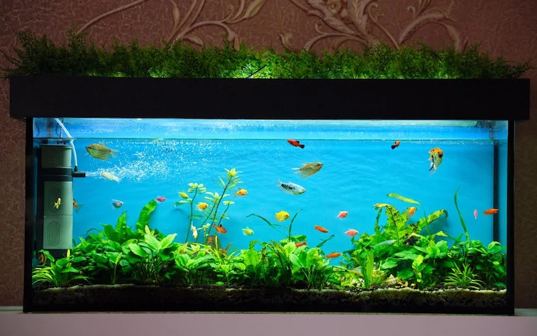 Ruang Tamu Desain Rustic dengan Aquarium