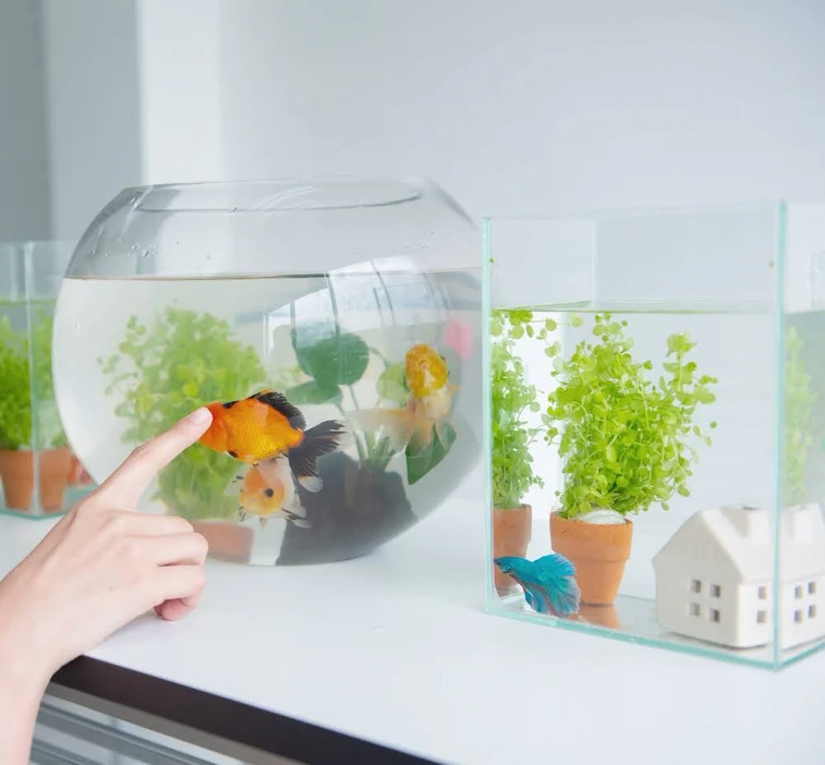 Ruang Tamu dengan 2 Aquarium