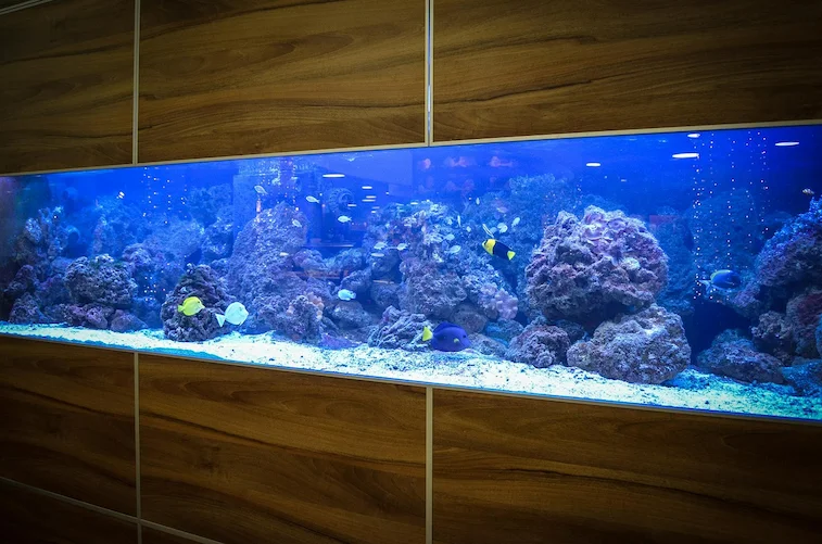 Ruang Tamu dengan Aquarium Menyatu dengan Dinding