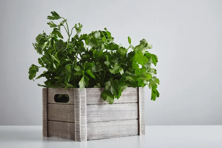 Wooden Planter BoxÂ 